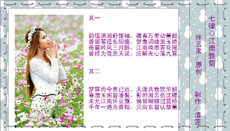 江南雏菊.jpg