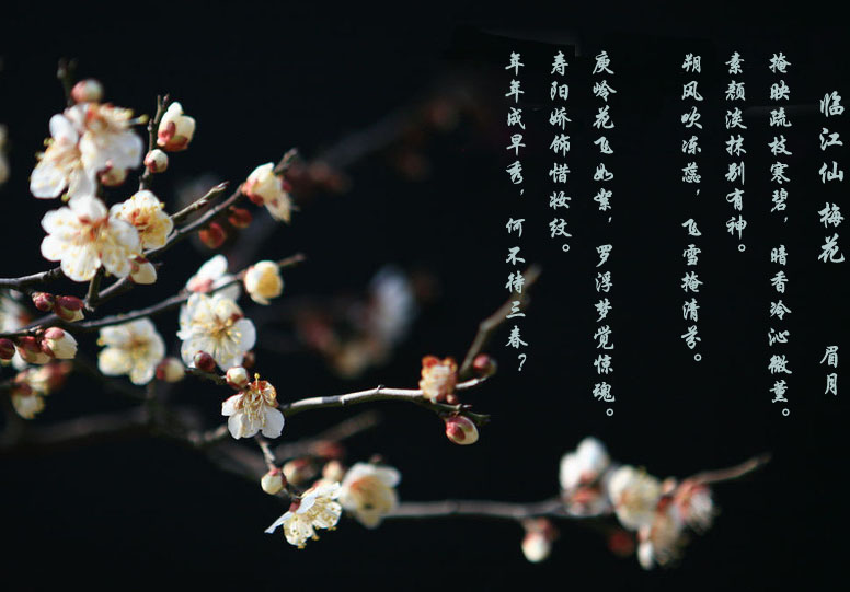 梅花2副本.jpg