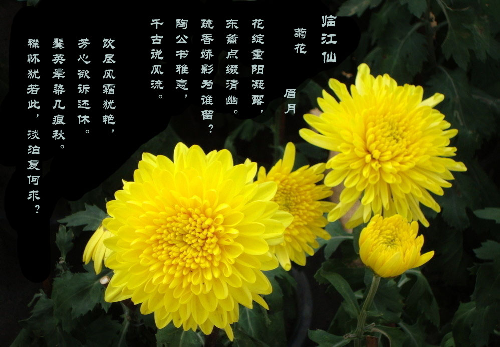 菊花3副本.jpg