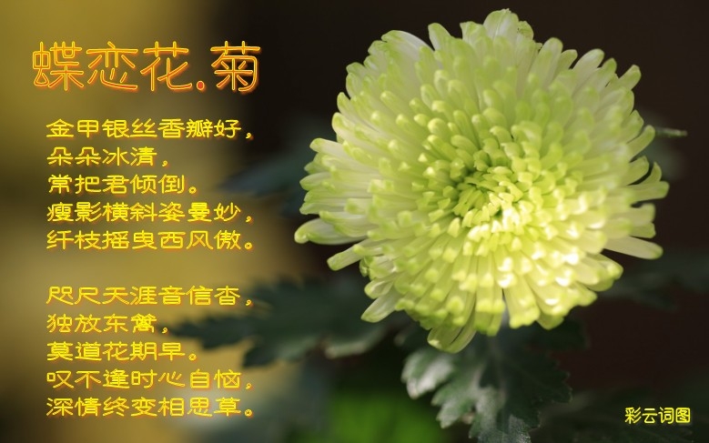 zhuomianjiazuogaoqingbizhi_479412_9_conew46.jpg
