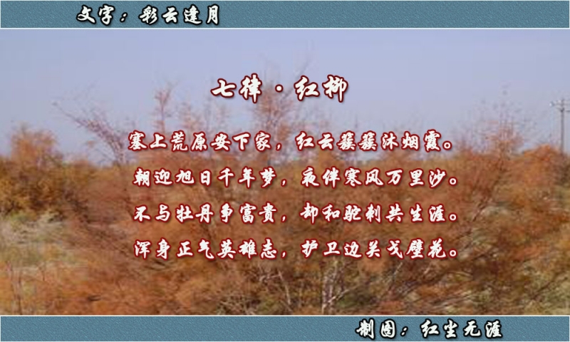 七律【红柳】副本.jpg