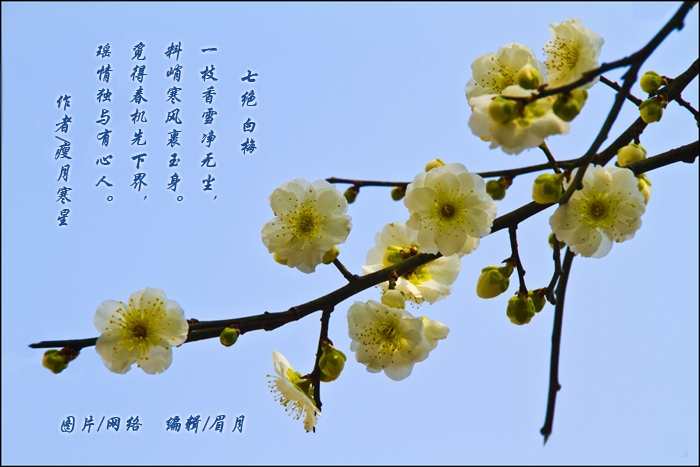 白梅副本.jpg