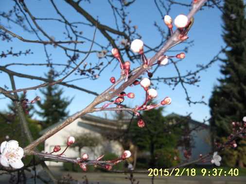 含苞欲放芳香淡（同音）.jpg