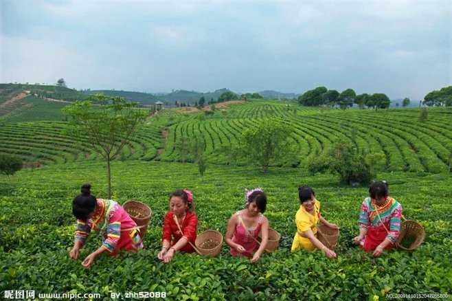 茶.jpg
