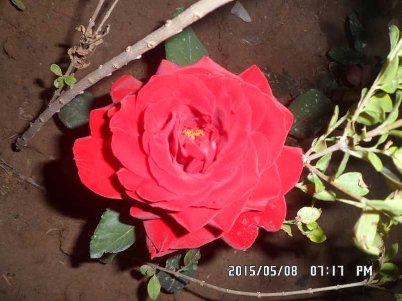 SAM_0183.JPG