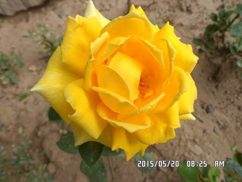 SAM_0216.JPG