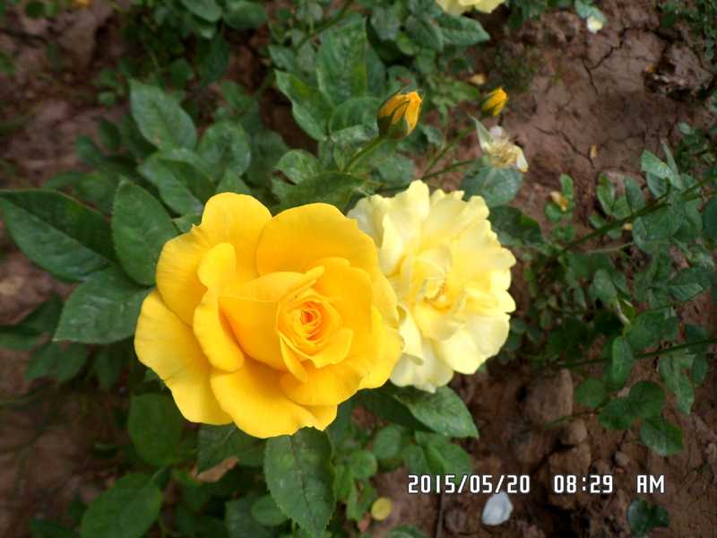 SAM_0222.JPG
