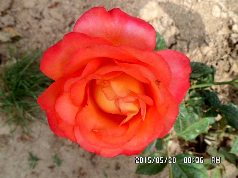 SAM_0226.JPG