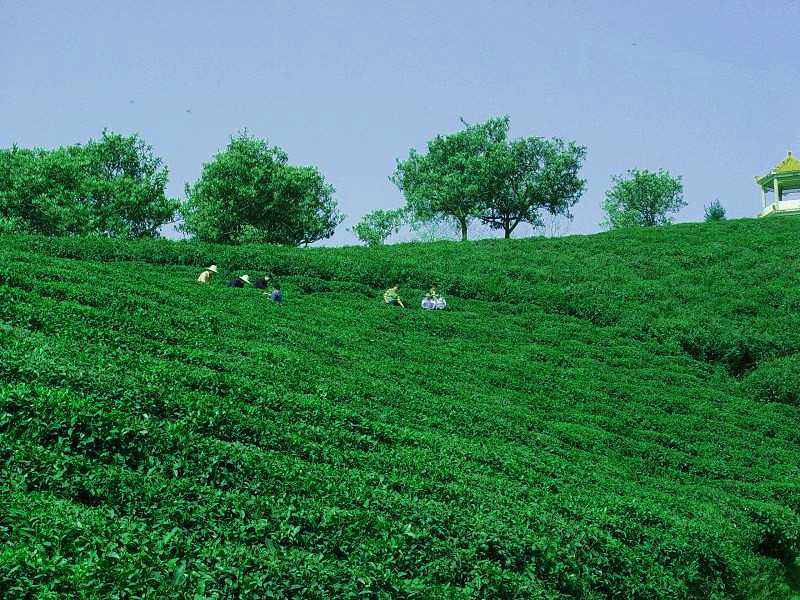 富硒茶副本.jpg