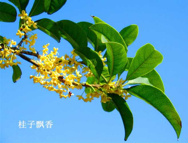 桂子飘香.jpg