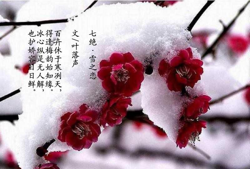 雪之恋.JPG