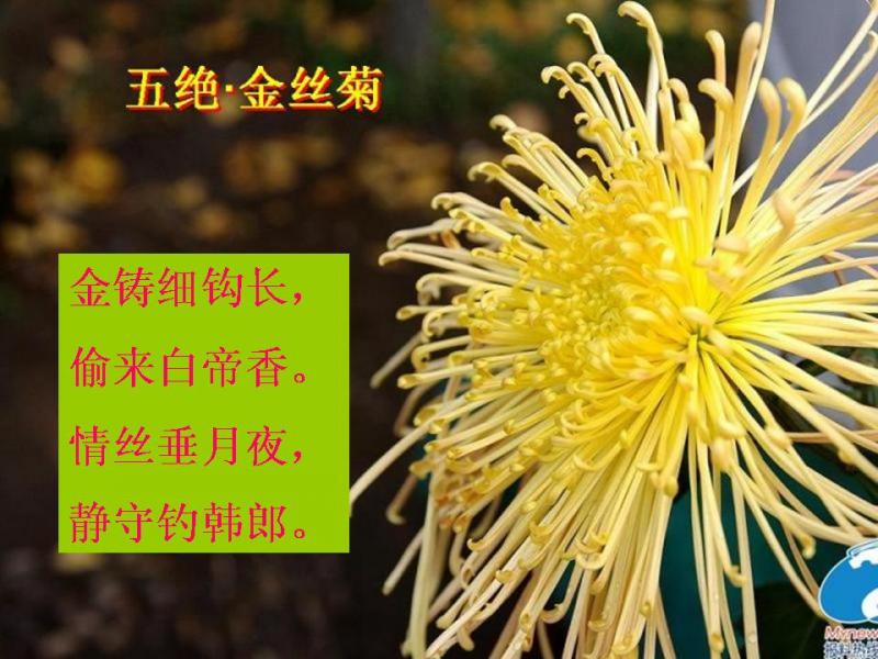 金丝菊1.jpg