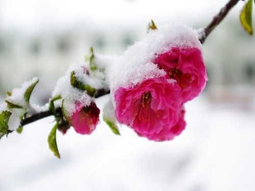 傲雪迎春.jpg