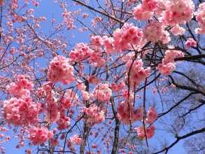 樱花1.jpg