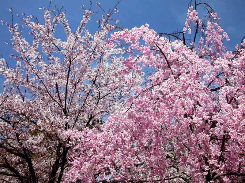 樱花2.jpg