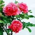 鲜花.jpg