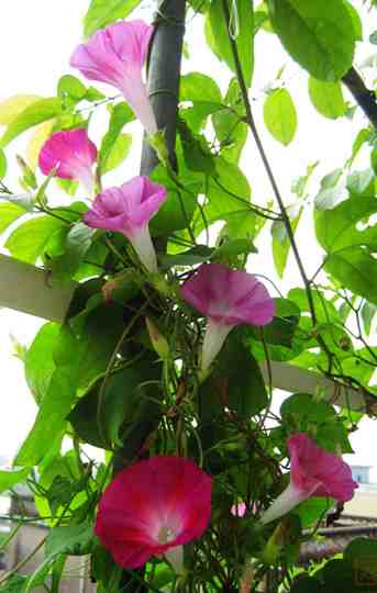 牵牛花.2.jpg