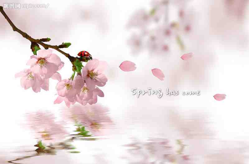 桃花.jpg
