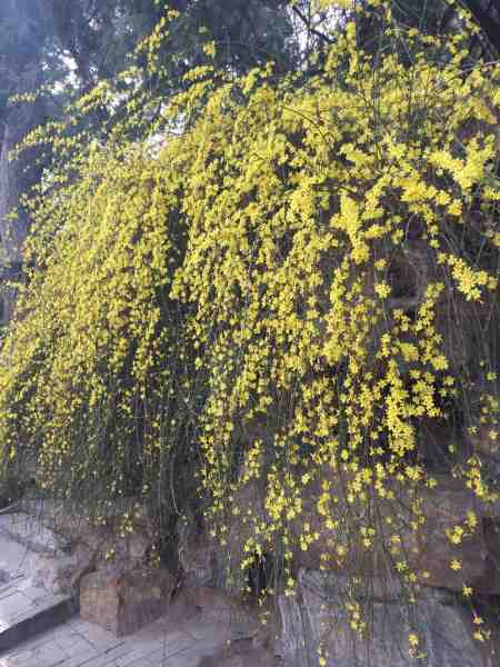 迎春花.jpg