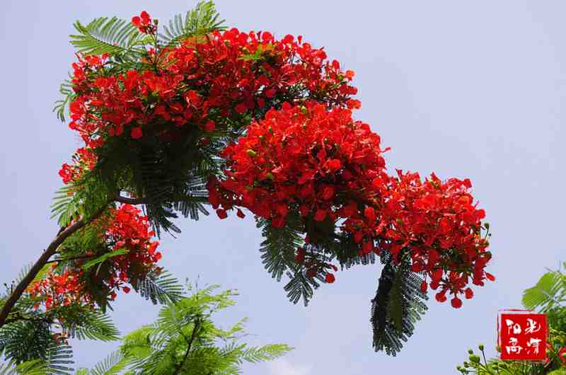 凤凰花.jpg