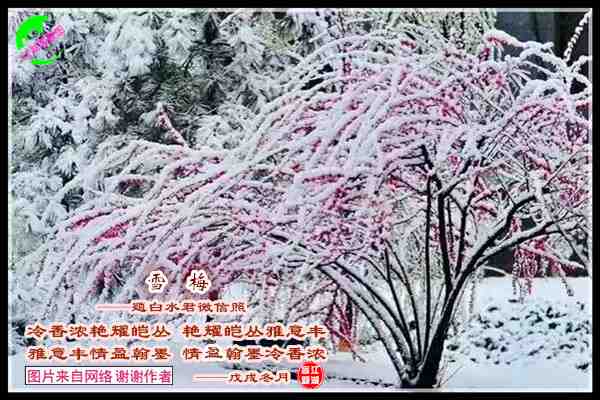 1449雪梅.jpg