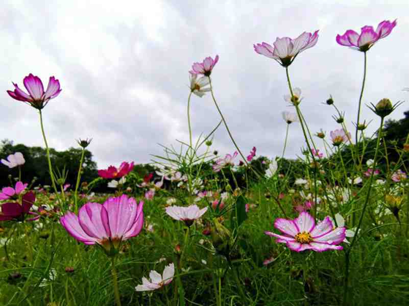 格桑花o.jpg