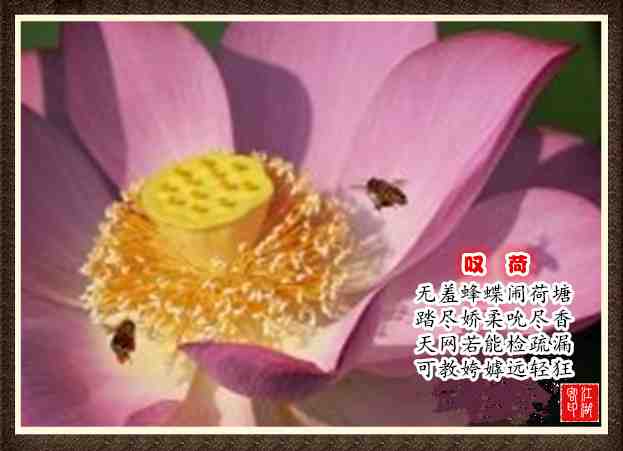 008叹荷.jpg