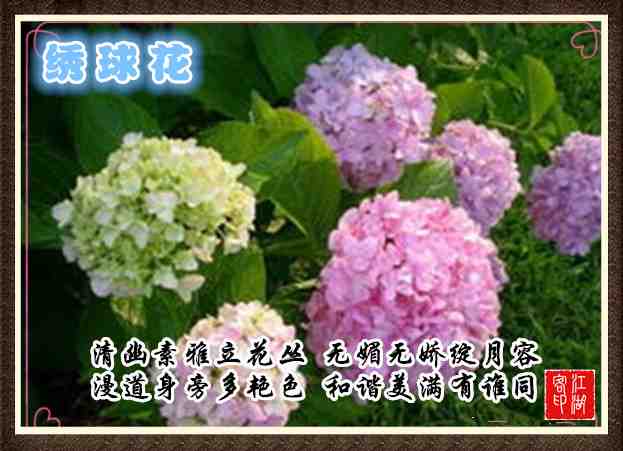 037绣球花.jpg
