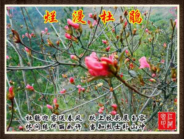 039烂漫杜鹃.jpg