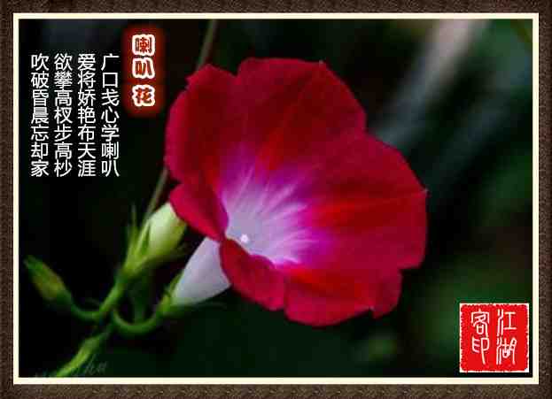 072喇叭花.jpg