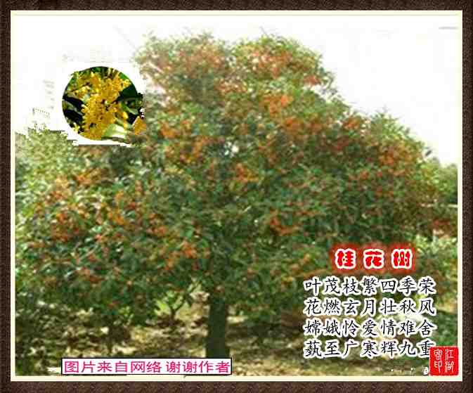 071桂花树.jpg