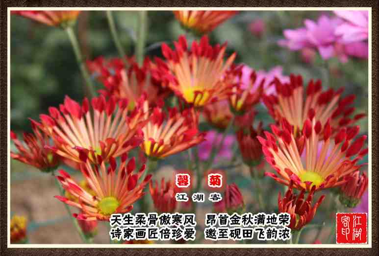 078馨菊.jpg