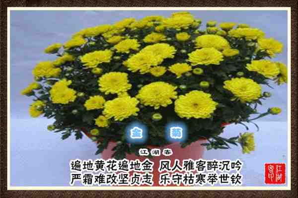 079金菊.jpg
