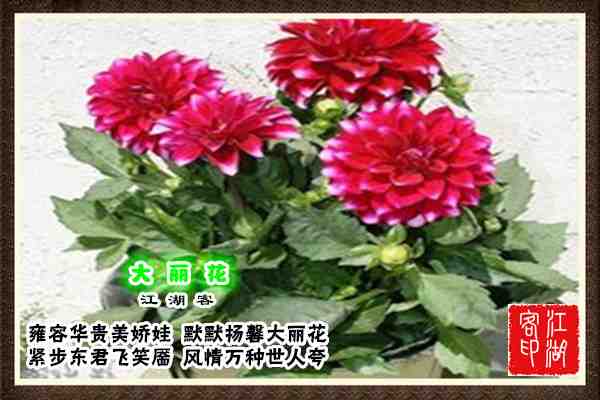083大丽花.jpg
