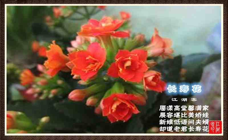 089长寿花.jpg