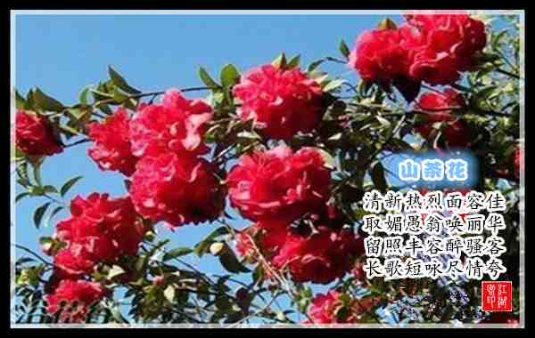 095山茶.jpg