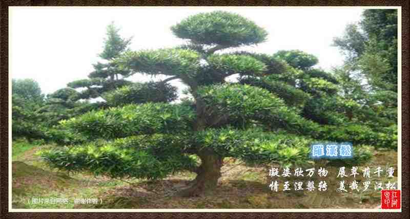 100罗汉松.jpg