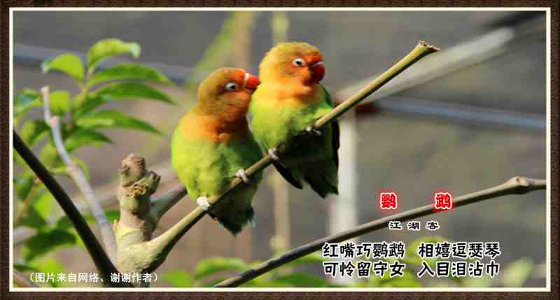 239鹦鹉.jpg