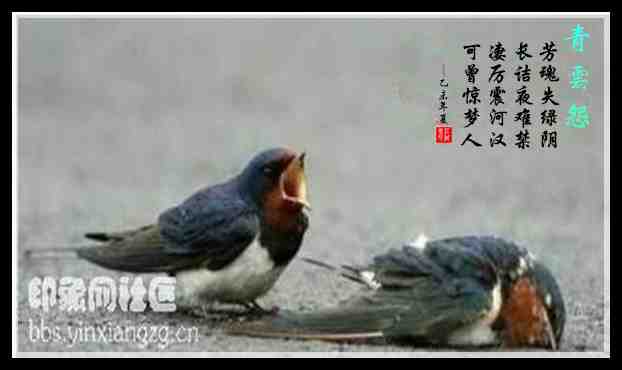 294青云怨.jpg