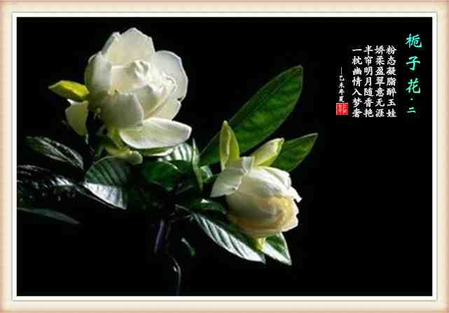 303栀子花 2.jpg