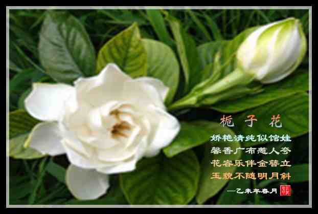 302栀子花.jpg