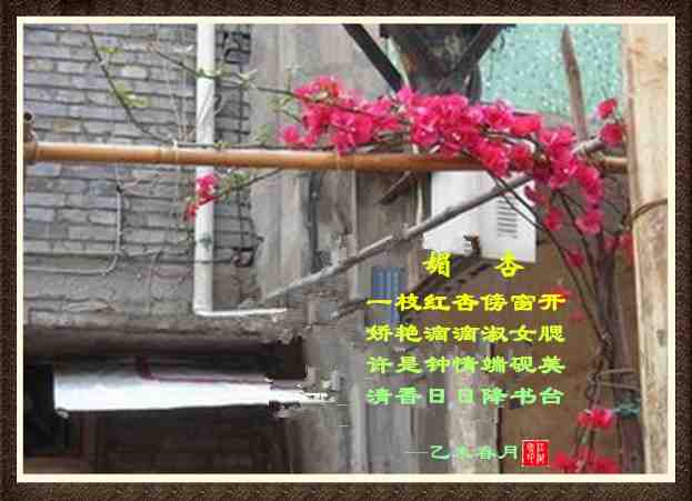 301媚杏.jpg