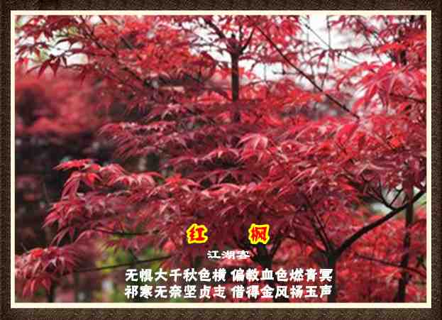 305红枫.jpg
