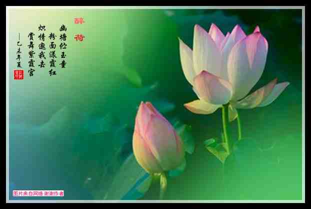 315醉荷.jpg