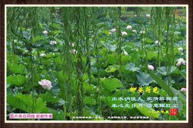 314柳姿荷色.jpg