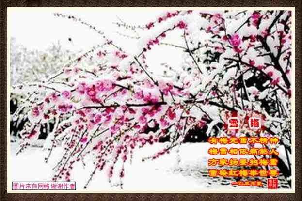 336梅雪.jpg