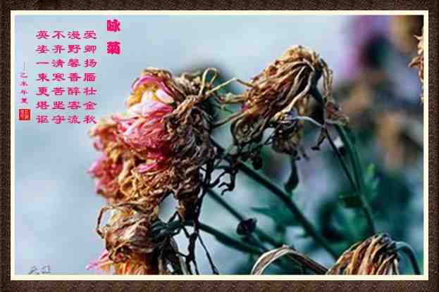 335咏菊.jpg