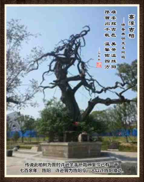 463高淳古柏.jpg