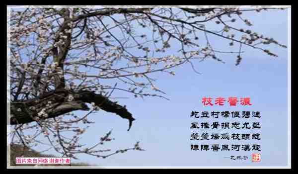 466枝老馨浓.jpg