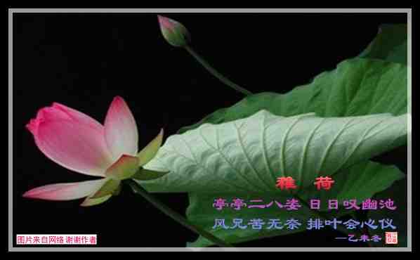 483稚荷.jpg